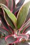 Cordyline Rumba