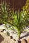 Cordyline australis plante de jardin p21
