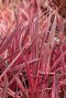 Cordyline australis red star plante de jardin
