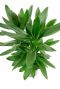 Cordyline glauca
