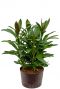 Cordyline glauca hydrocultuur kamerplant