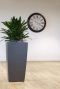 Cordyline glauca kamerplant in hoge pot