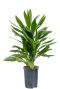 Cordyline glauca plant hydrocultuur