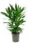 Cordyline kamerplant
