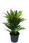 Cordyline kiwi kamerplant