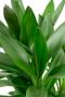 Cordyline plant