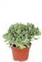 Crassula arborescens succulentes