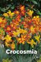 Crocosmia mix bulbes a fleurs