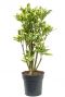 Croton codiaeum tamara kamerplant
