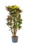 Croton iceton kamerplant 2
