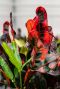 Croton mammi plant p12