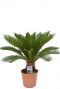 Cycas revoluta kamerplant