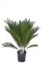 Cycas revoluta kamerplant 2