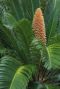 Cycas revoluta plante de jardin p14