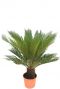 Cycas vredespalm kamerplant 1