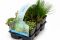  Plantes aquatiques riches en oxygène en pack de six