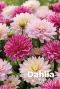 Dahlia pink mix bulbes a fleurs
