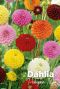Dahlia pompon mix bulbes a fleurs