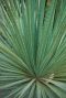 Dasylirion serratifolium plante de jardin p26