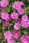 Delosperma coopei table mountain plante de jardin