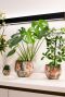 Designed by lammie monstera mystery pot 3
