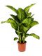 Dieffenbachia maroba