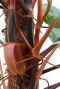 Philodendron Red Emerald