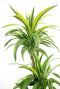Dracaena Lemon Lime