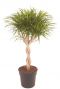 Dracaena anita gevlochten stam 1