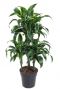 Dracaena dorado plant 3