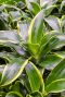 Dracaena fragrans dorado 9