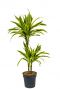 Dracaena fragrans lemon lime plant