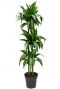Plante d'intérieur Dracaena hawaiian sunshine 