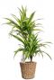 Plantes dans un panier tressé
