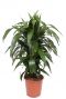 Dracaena janet craig plant 5