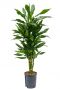 Dracaena janet lind orange graines