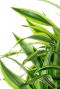 Dracaena lemon lime leaves 