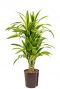Dracaena lemon lime hydro 1
