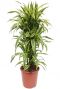 Dracaena lemon lime pot27