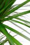Dracaena marginata blad 