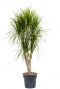 Dracaena marginata kamerplant 