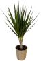 Dracaena marginata p12