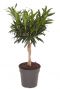 Dracaena reflexa op stam