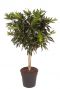 Dracaena reflexa plant boom
