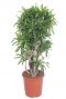 Dracaena reflexa song of jamaica 1 1