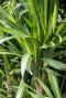 Dracaena riki blad 3
