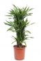 Dracaena riki kamerplant 2