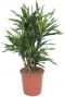 Dracaena riki planten 1