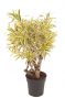 Dracaena song of india kamerplant 1