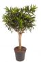 Dracaena song of jamaica 1